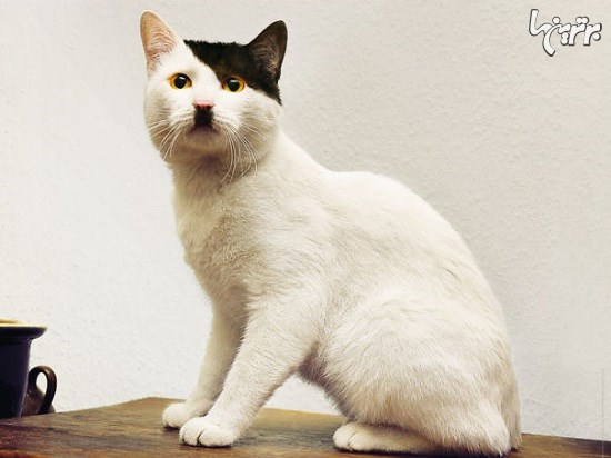 عجیب‌ترین طرح‌هایی که تا به حال روی گربه‌ها دیده‌اید