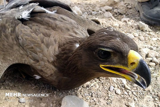 مرگ ۲۷ عقاب در استان فارس به دلیل مسمومیت