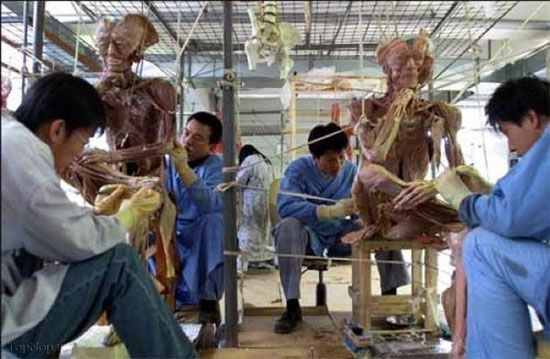 دنیای تن ها، نمایش اجساد مرده +عکس