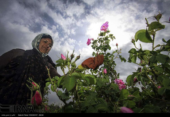 عکس: برداشت گل محمدی