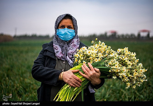 عکس‌های برداشت گل نرگس از مازندران دل‌تان را می‌برد