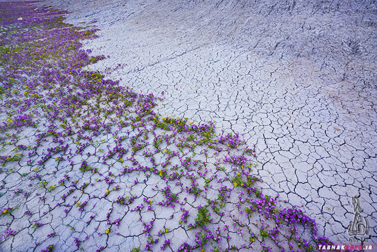 رویش شگفت انگیز گلهای زیبا در خشک ترین بیابان جهان
