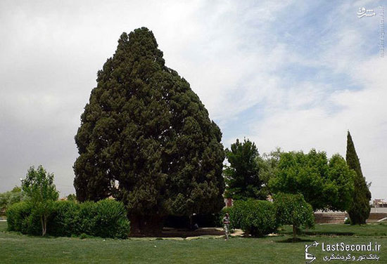 مسن‌ترین موجود زنده ایران