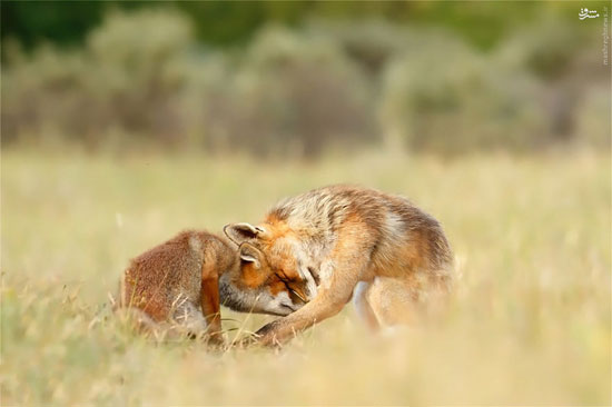 عکس: زندگی رومانتیک روباه‌ ها