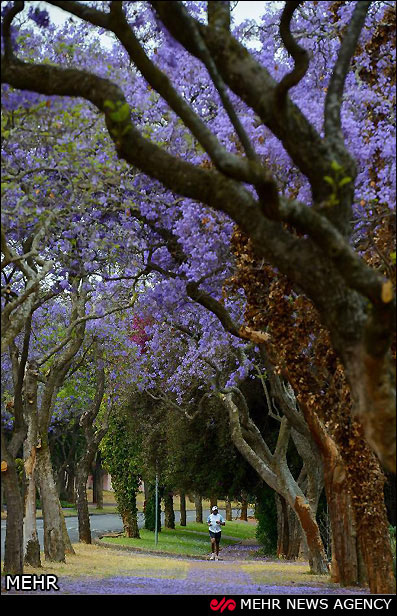 شکوفه دهی درختان جاکاراندا +عکس