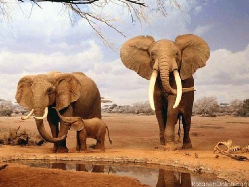 عکسهای بی نظیر و زیبا از دنیای حیوانات