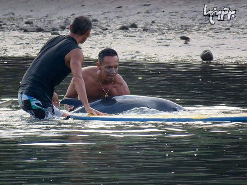 6 ساعت زمان برای نجات بچه نهنگِ خسته