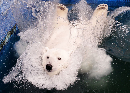 خرس‌های قطبی؛ این موجودات زیبای دوست‌داشتنی