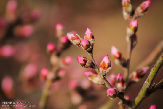 تصاویری از شکوفه های بهاری در زمستان!