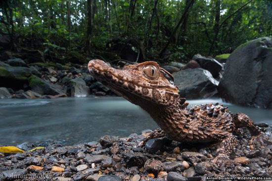 برندگان رقابت عکاسی حیات وحش WildlifePhoto