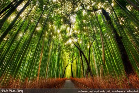 جنگل های رویایی از سراسر جهان / عکس