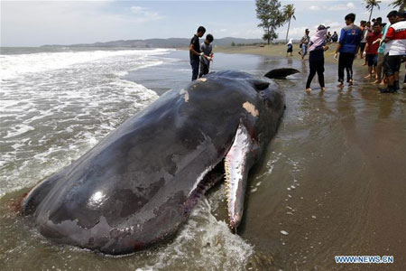 کشف لاشه نهنگ عظیم‌ الجثه در اندونزی
