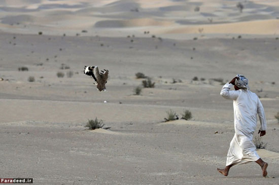 عکس: تفریح لوکس در صحرای امارات