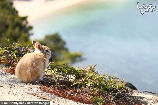 جزیره خرگوش ها در ژاپن