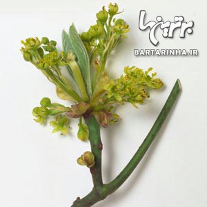 غذاهای ممنوعه، از کنترل شدید گرفته تا کاملاً غیرقانونی غذاهای ممنوعه، از کنترل شدید گرفته تا کاملاً غیرقانونی