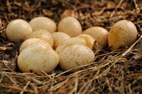خواص تخم پرنده‌ها؛ از مرغ و بوقلمون تا اردک و غاز