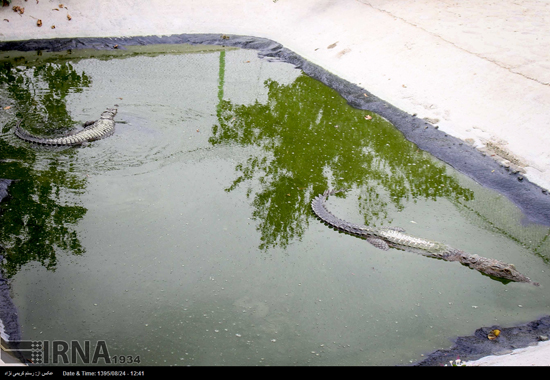 پرورش تمساح در چابهار‎