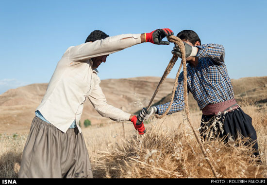 عکس: برداشت گندم به روش سنتی