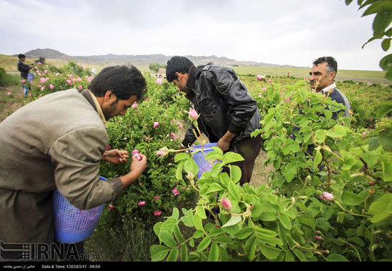 عکس: برداشت گل محمدی