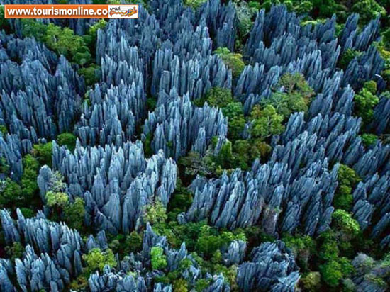 عجیب ترین جنگل های دنیا