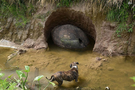 عکس: کشف تخم دایناسور در آرژانتین