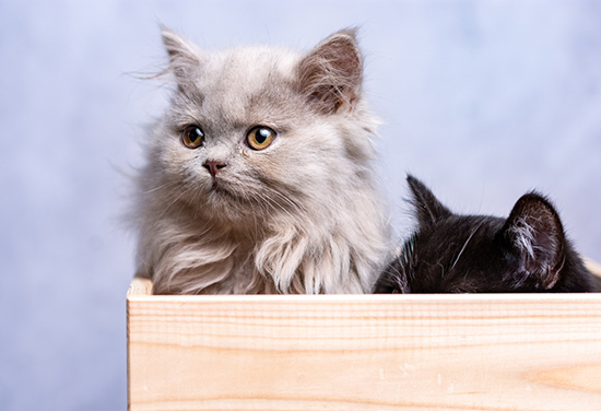 جذاب‌ترین و شیرین‌ترین نژاد گربه‌های جهان
