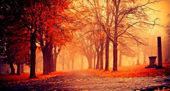 تصاویر زیبا از برگ‌ ریزان هزار رنگ
