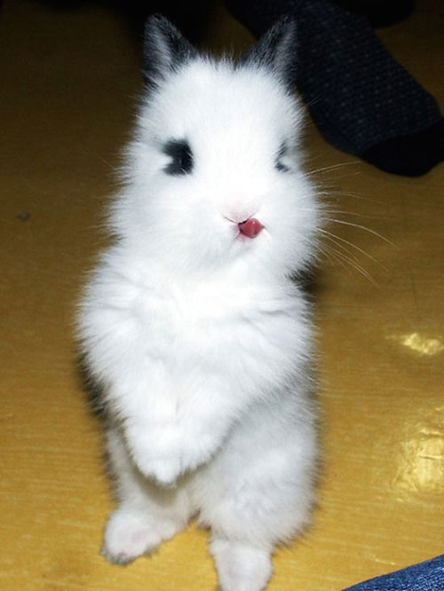 خرگوش های زبون دراز! +عکس