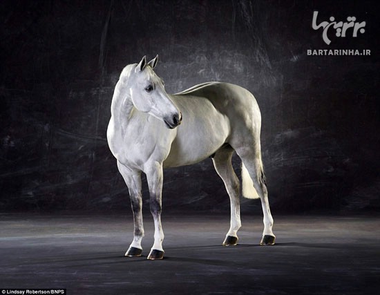 تصاویری باشکوه از اسب های فوق العاده زیبا