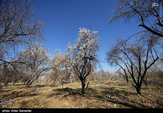 عکس: شکوفه های زمستانی در فارس