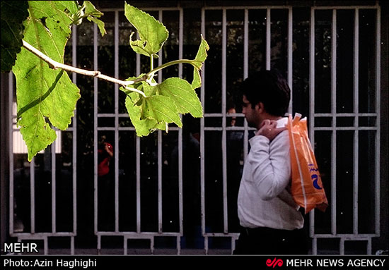 عکس: مگس های سفید تهران کاملا مقاوم!