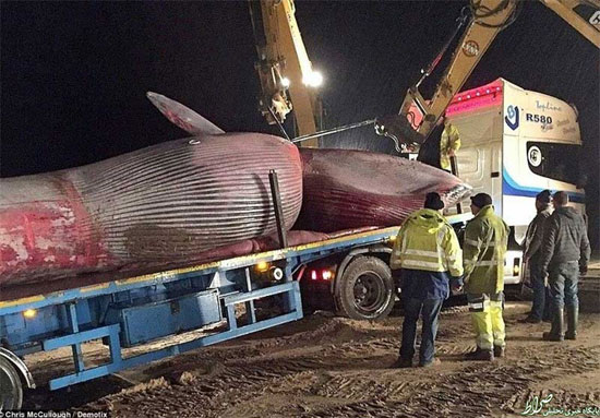 جابجایی لاشه نهنگ 20 تنی +عکس