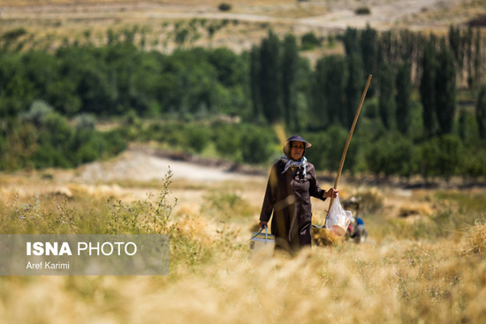 برداشت سنتی گندم