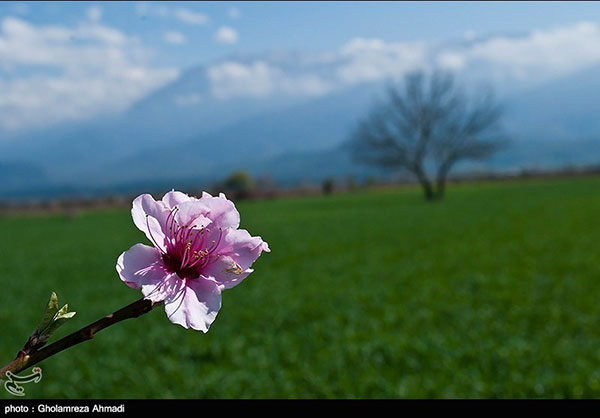 تصاویری زیبا از طبیعت بهاری مازندران