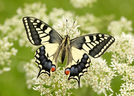 سرشماری پروانه‌ها در انگلیس