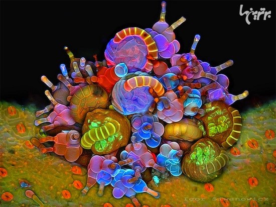 جزئیات نامرئی موجودات کوچک زیر میکروسکوپ لیزری
