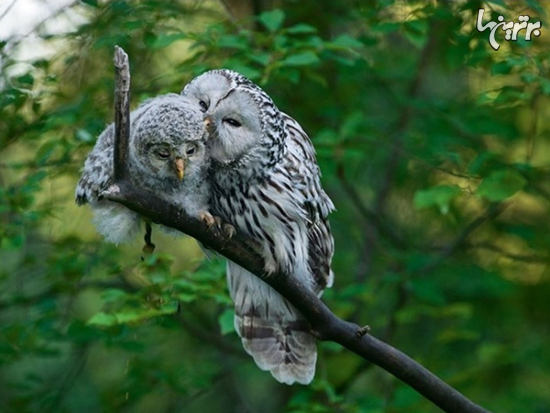 تصاویر زیبای عاشقانه در دنیای حیوانات