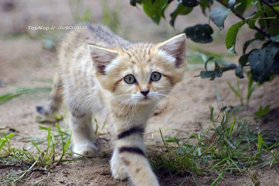 گربه شن و ماسه‌ ای، بانمک و زیبا +عکس
