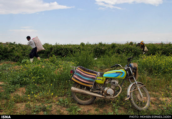 برداشت گل محمدی در روستای فرخد مشهد