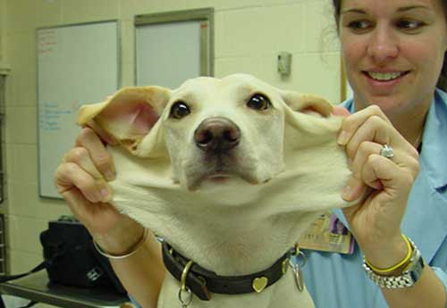پدیده عجیب جراحی زیبایی حیوانات خانگی
