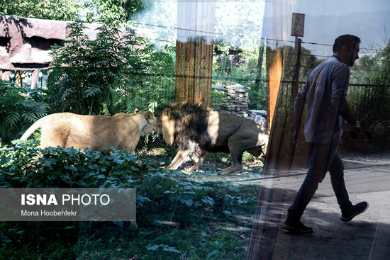 آغاز زندگی مشترک شیرهای ایرانی در باغ وحش ارم