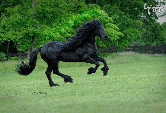 جذاب‌ترین و زیباترین اسب جهان