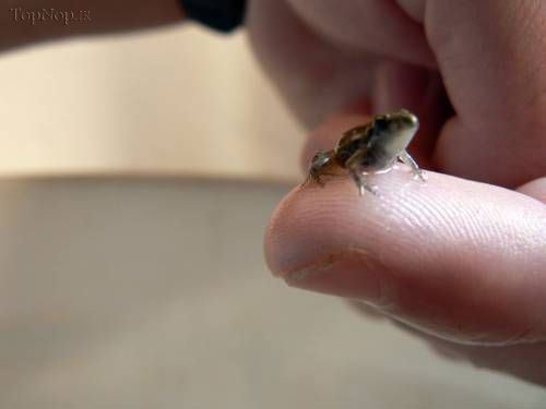 کوچکترین جانور مهره‌دار دنیا +عکس