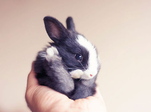 بامزه‌ترین خرگوش‌هایی که تاکنون دیده اید