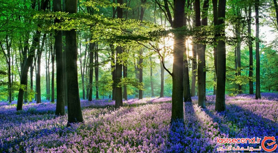 جنگل آبی بلژیک، رویا یا واقعیت؟ +عکس