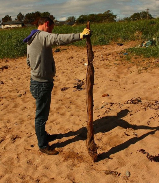 عکس: کشف جسد عجیب در سواحل انگلیس