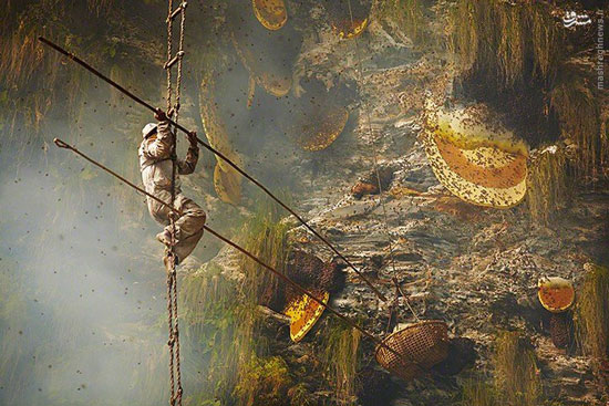 شکارچیان عسل در نپال +عکس