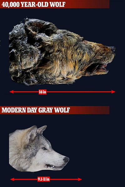 کشف سر یک گرگ ۴۰هزار ساله در سیبری