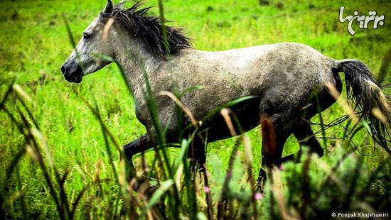 عکاسی از اسب‌ها در شمال ایران
