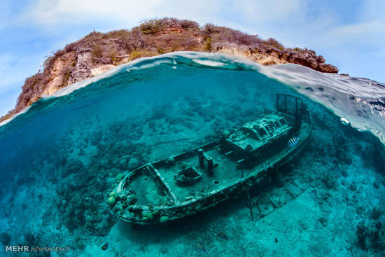 برگزیدگان مسابقه عکاسی از دنیای زیر آب